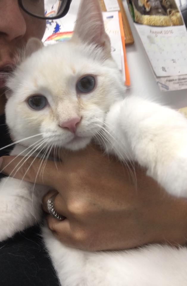 Pet Emergency — White Cat in Burke, VA