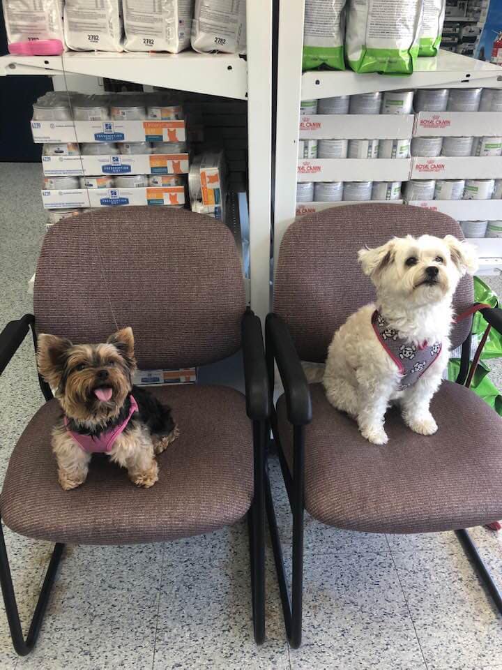 Animal Hospital — Two Dogs in the Chair in Burke, VA