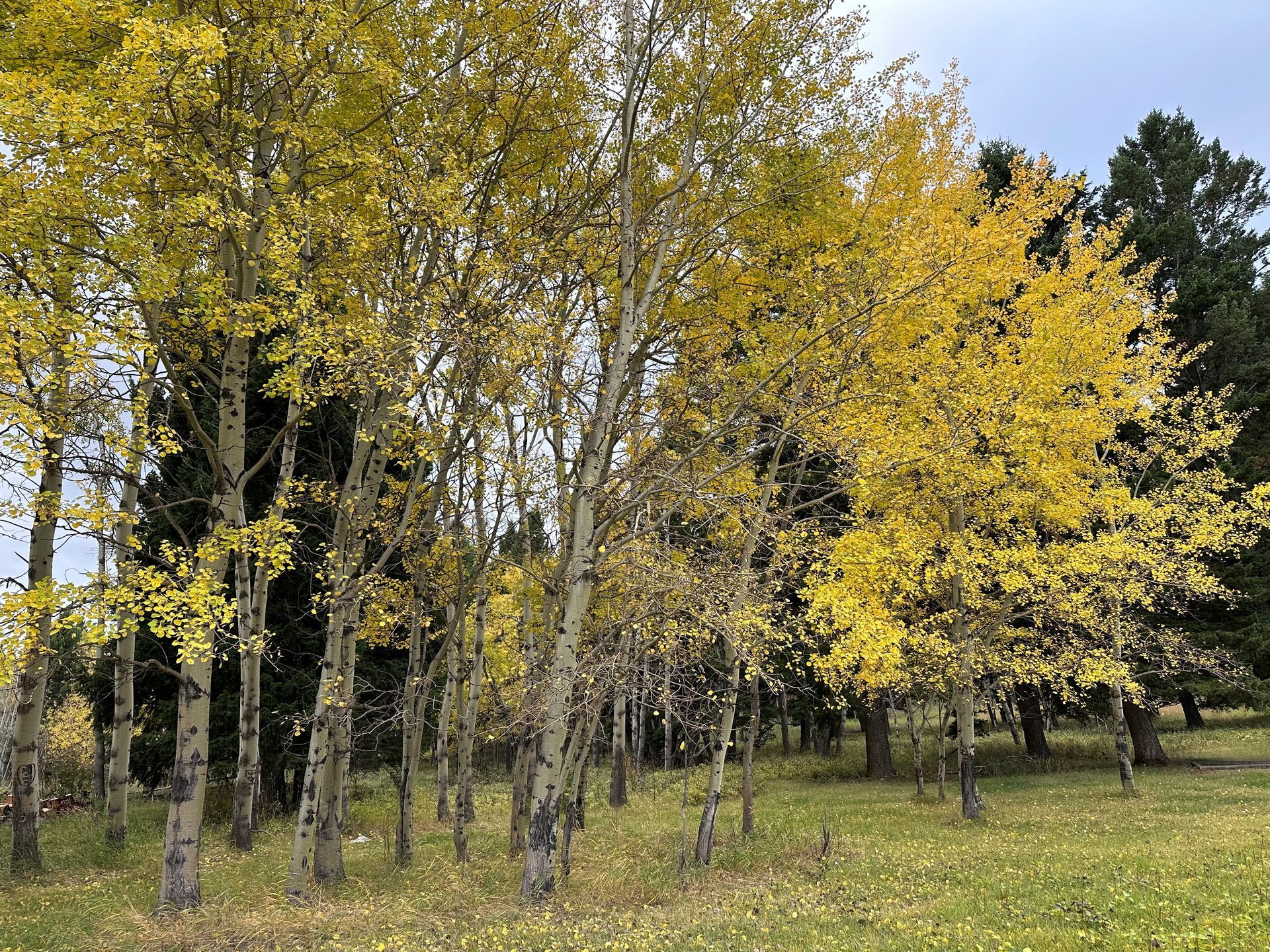 fall colors on trees