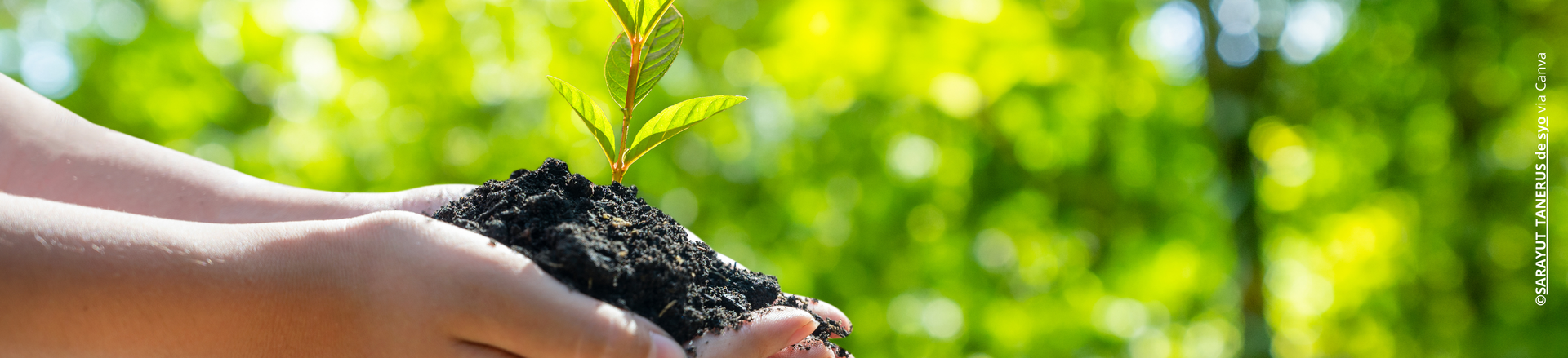 Des mains tenant de la terre avec une petite plante verte, sur un fond vert flou.