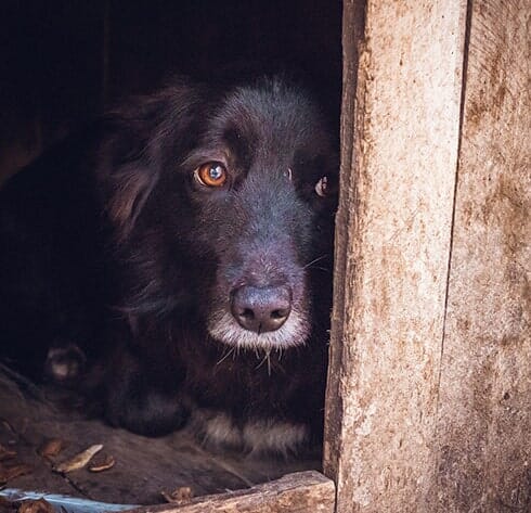 Sad Dog — Crematory Services in Belleview, FL