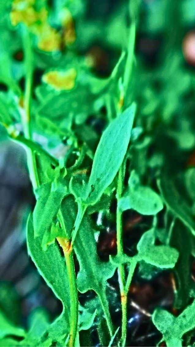 A close up of a plant with green leaves and yellow flowers