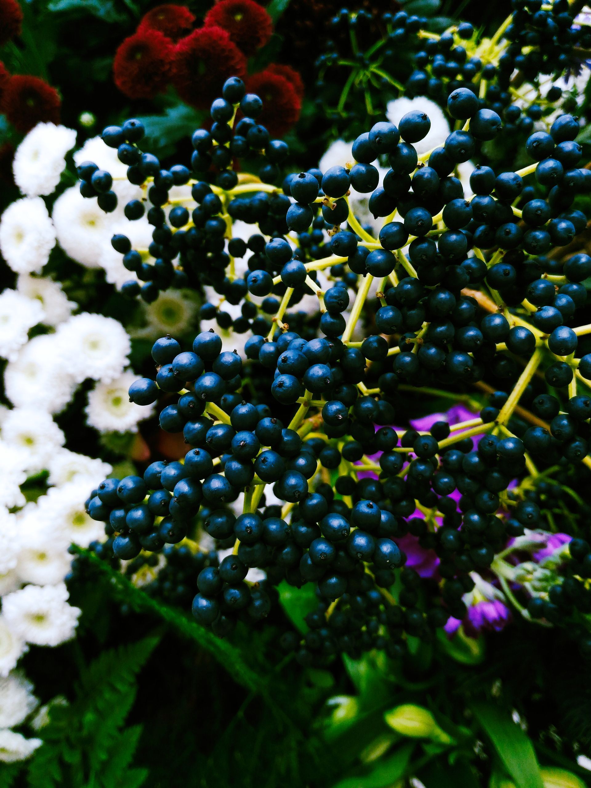 Elderberry