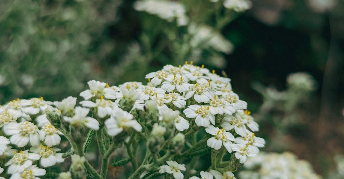 Yarrow (Achillea Millefolium)