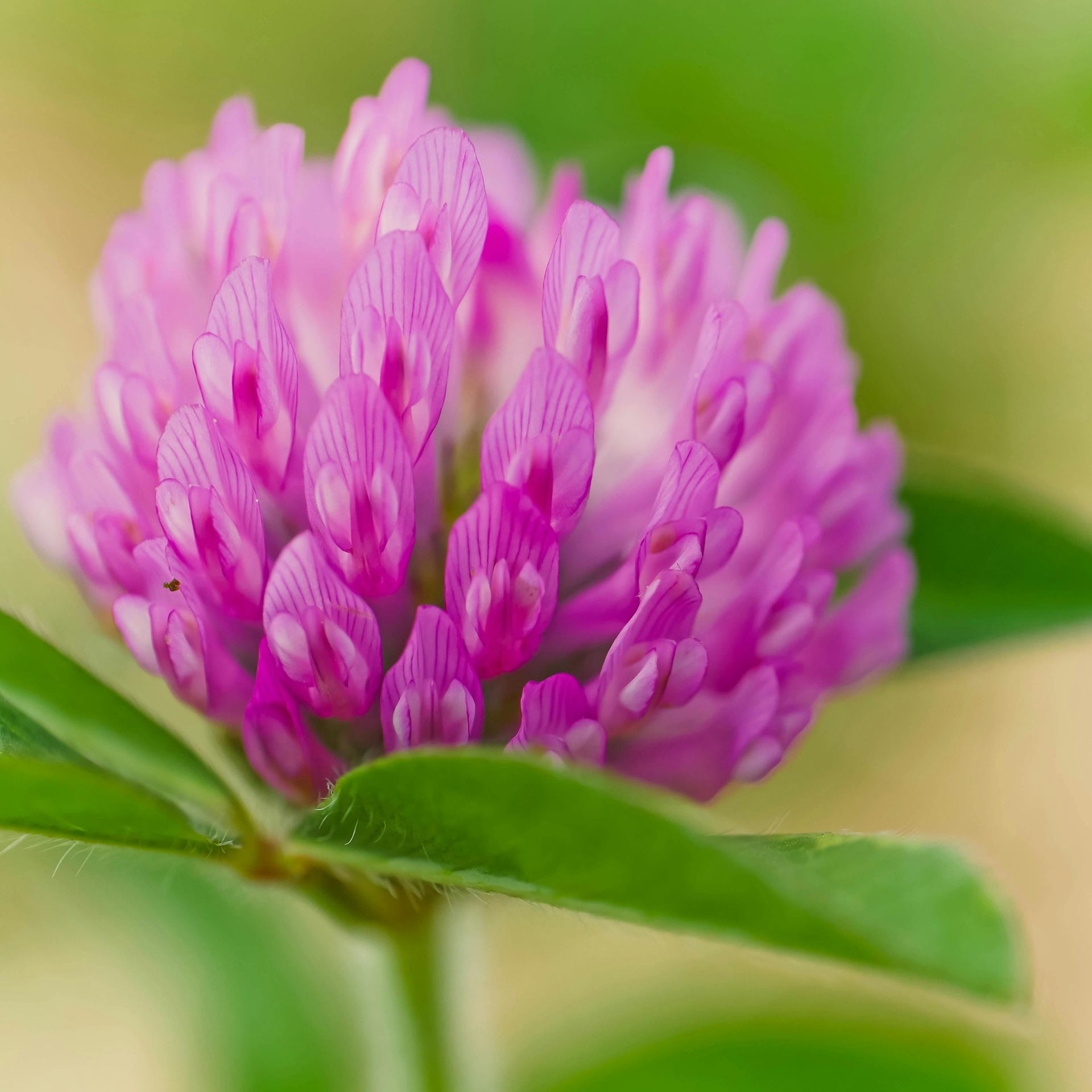 A close up of a purple clover flower with green leaves.