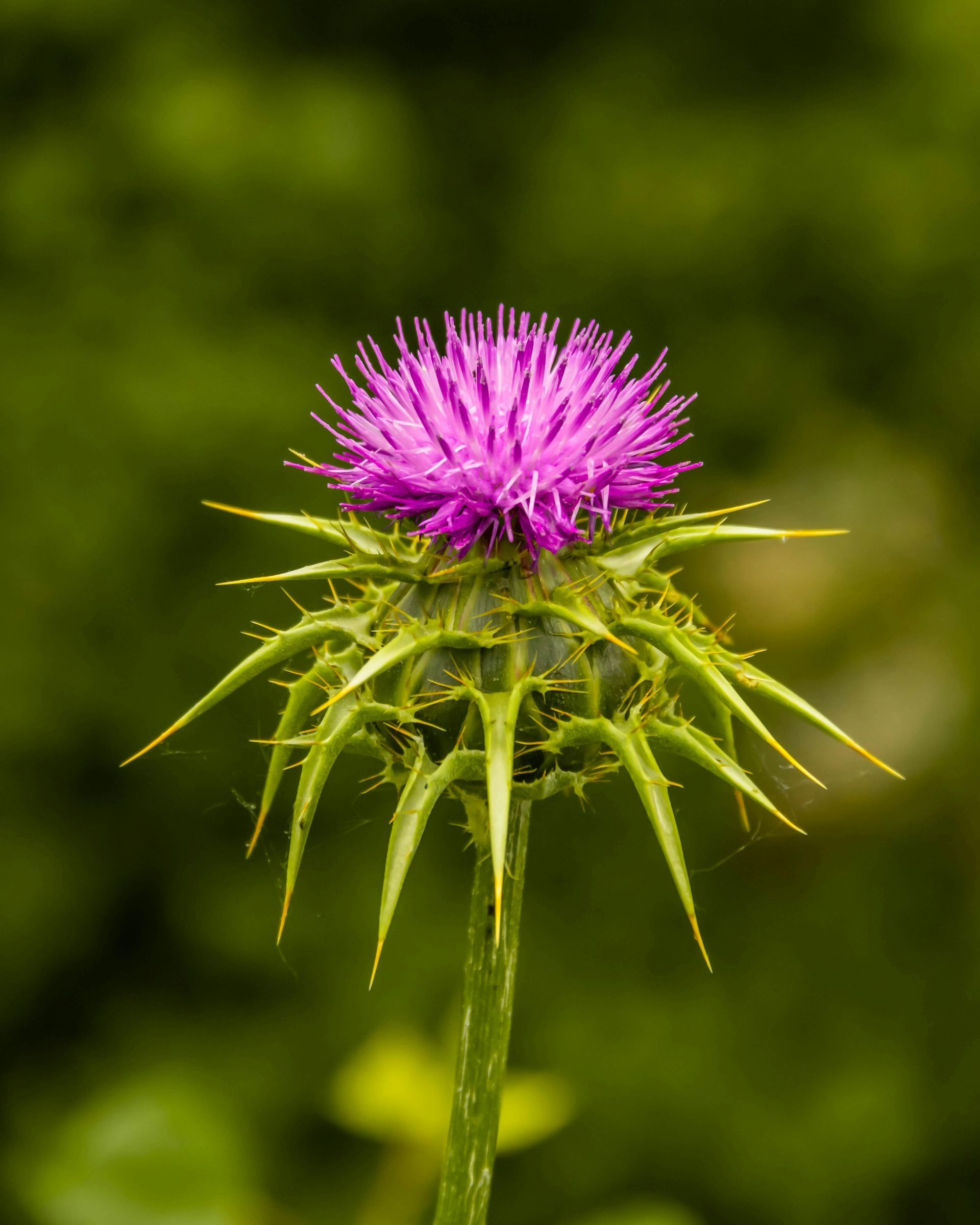 Milk Thistle