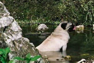 Pug dog in lake