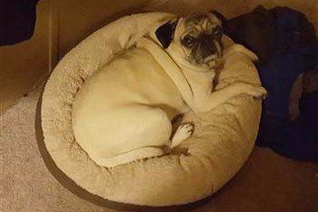Pug sitting in a bed