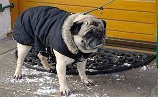 how cold is too cold for pug