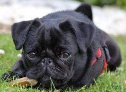 small black Pug puppy