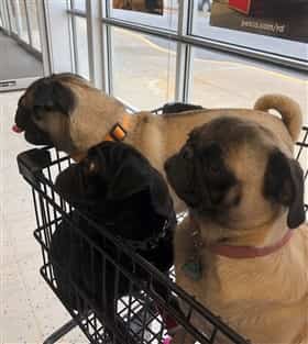 3 Pugs in a shopping cart