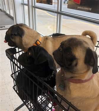 3 Pugs in a shopping cart