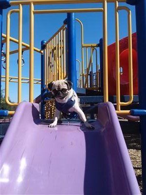 Pug on slide