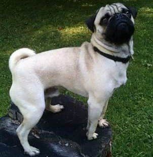 pug-dog-posing