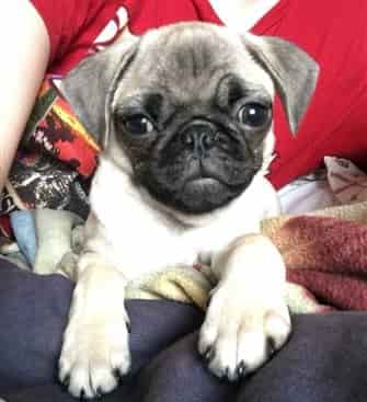 4 month old Pug