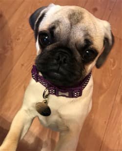 4 month old Pug puppy, female