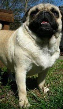 Pug body shape
