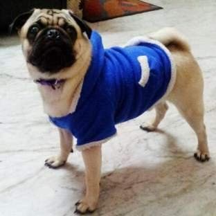perfect Pug dog resting on sofa