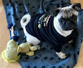 5 month old Pug puppy