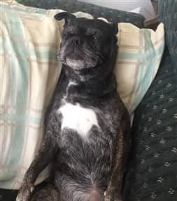 black-brindle-pug-dog