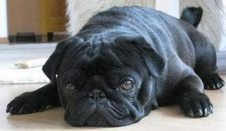 Pug dog with gas