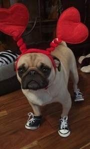 pug-dog-with-shoes