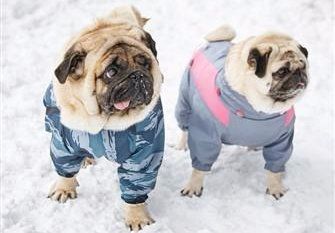 pugs-in-winter-snow