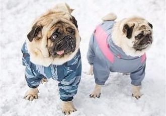 pugs-in-winter-snow