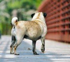 Older Pug dog on bridge