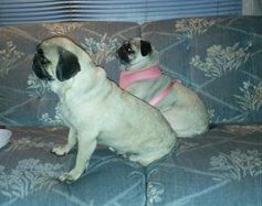 Pugs on couch