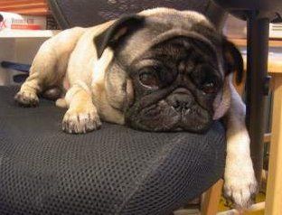 cute pug dog on chair