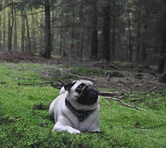 Pug dog landscape photo