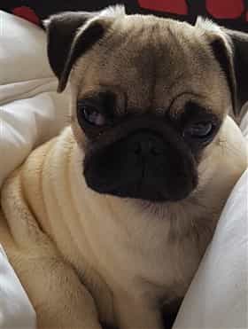 Pug with big eyes