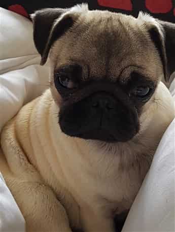 Pug with big eyes