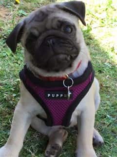 Pug dog in purple harness