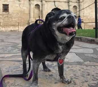 Pug dog visiting tourist site
