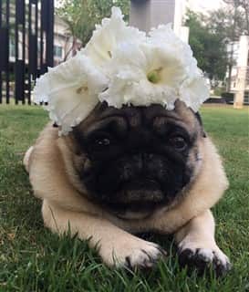 Pug dog with flowers on head