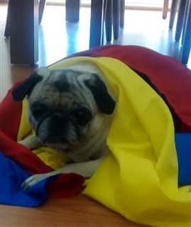 Pug under a colorful blanket