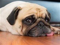 adult-pug-dog