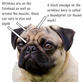 Anatomy of a Pug's wrinkles