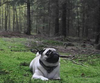 Pug dog landscape photo