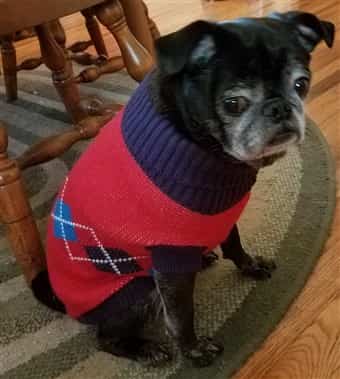 Black and grey Pug wearing a sweater