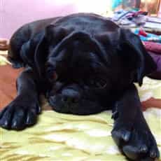 Black Pug dog 2 year old female