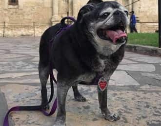 Black Pug with graying hairs when old