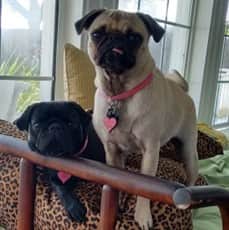 Black Pug dog resting on bed with fawn Pug
