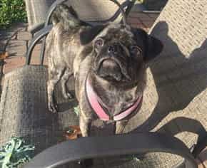 Black And Fawn Pugs
