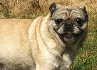 Pug dog side view