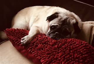 Clean and tidy Pug dog on a pillow