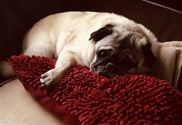 Clean and tidy Pug dog on a pillow