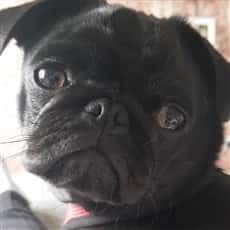 close up of black Pug's face